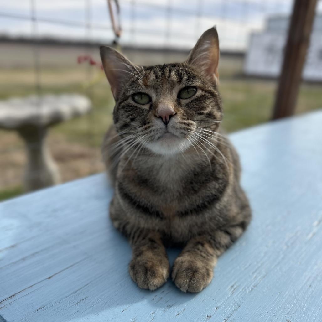 Enlarge Darby, a Adoptable Domestic Short Hair in Troy, IL image 2/3