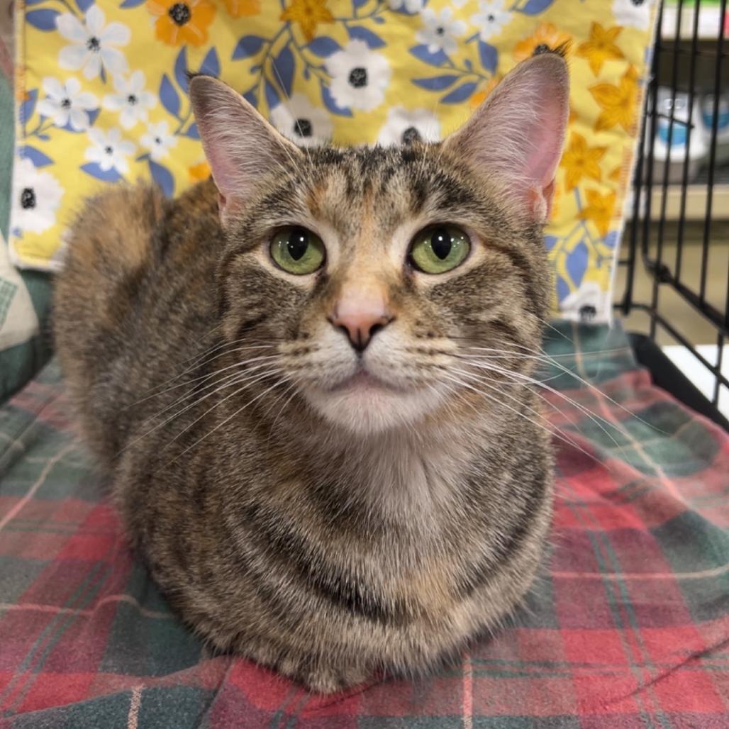 Enlarge Darby, a Adoptable Domestic Short Hair in Troy, IL image 3/3