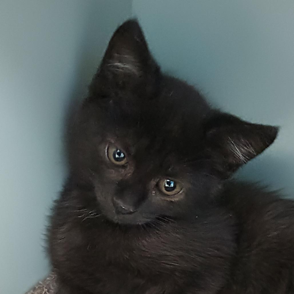 Stream, Adoptable, Young Male Domestic Short Hair.