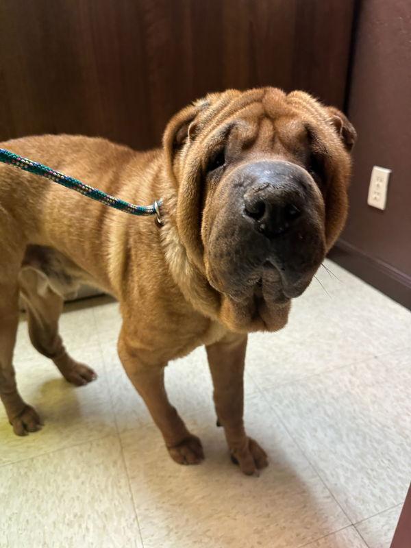 Bear, a Adoptable Shar-Pei in Manteca, CA image 1/3