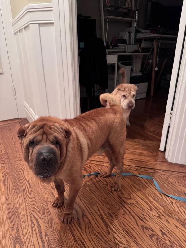 Bear, a Adoptable Shar-Pei in Manteca, CA image 2/3