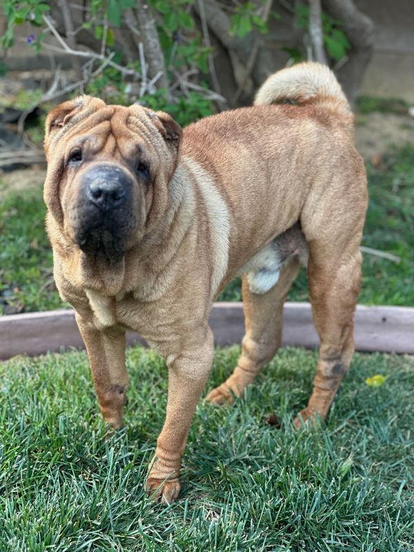 Bear, a Adoptable Shar-Pei in Manteca, CA image 3/3