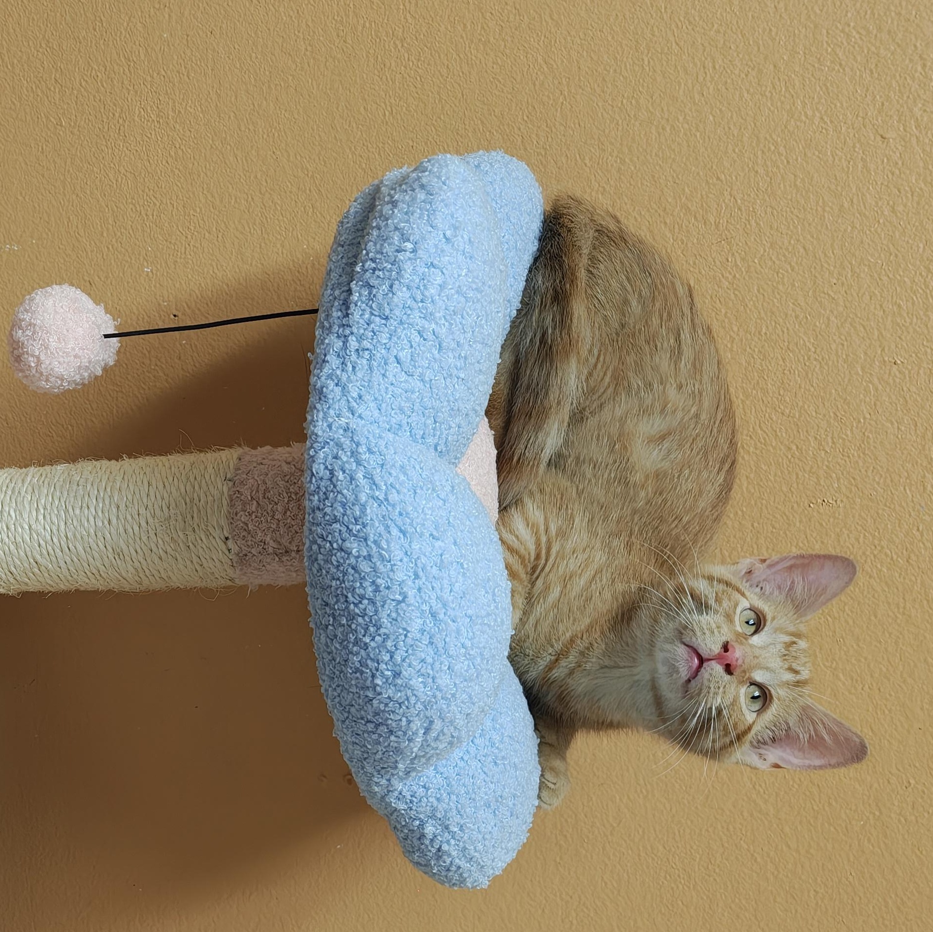 Moth, a Adoptable Domestic Short Hair in Oconto, WI image 3/3