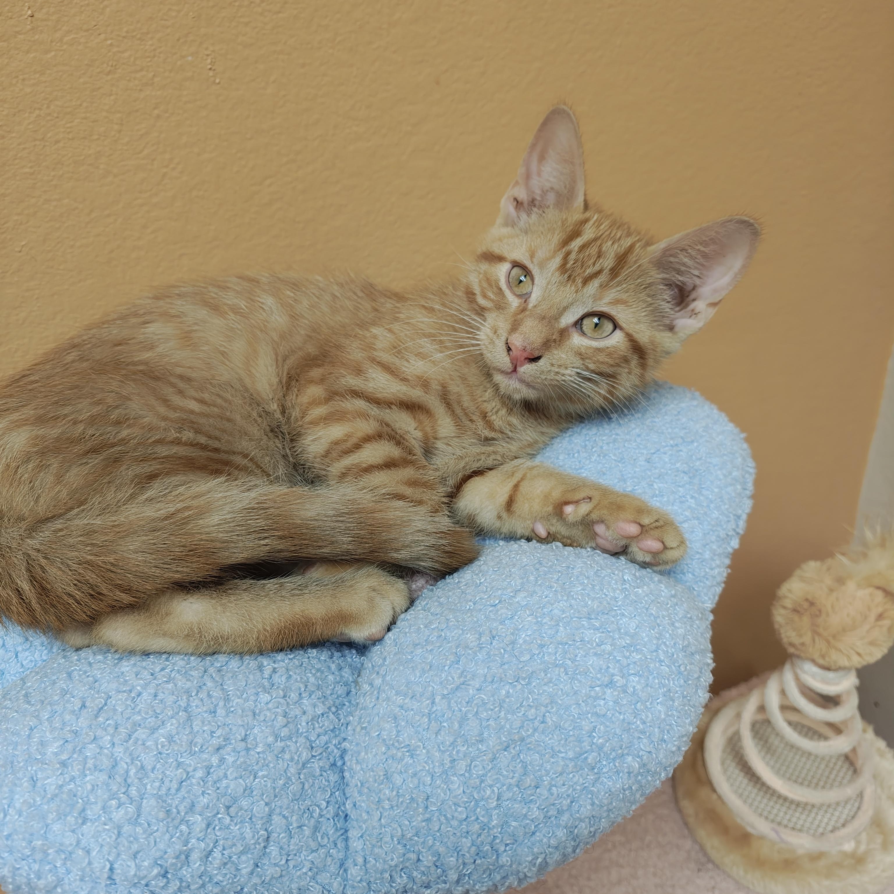 Moth, Adoptable, Kitten Male Domestic Short Hair.