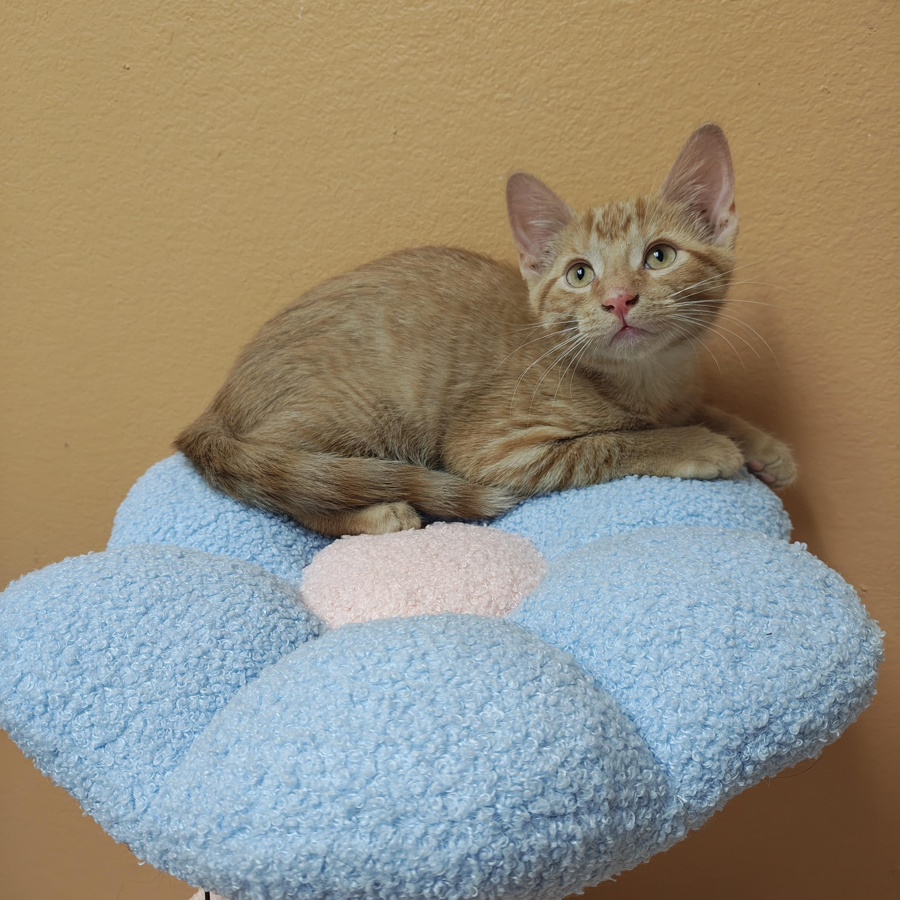 Moth, a Adoptable Domestic Short Hair in Oconto, WI image 2/3
