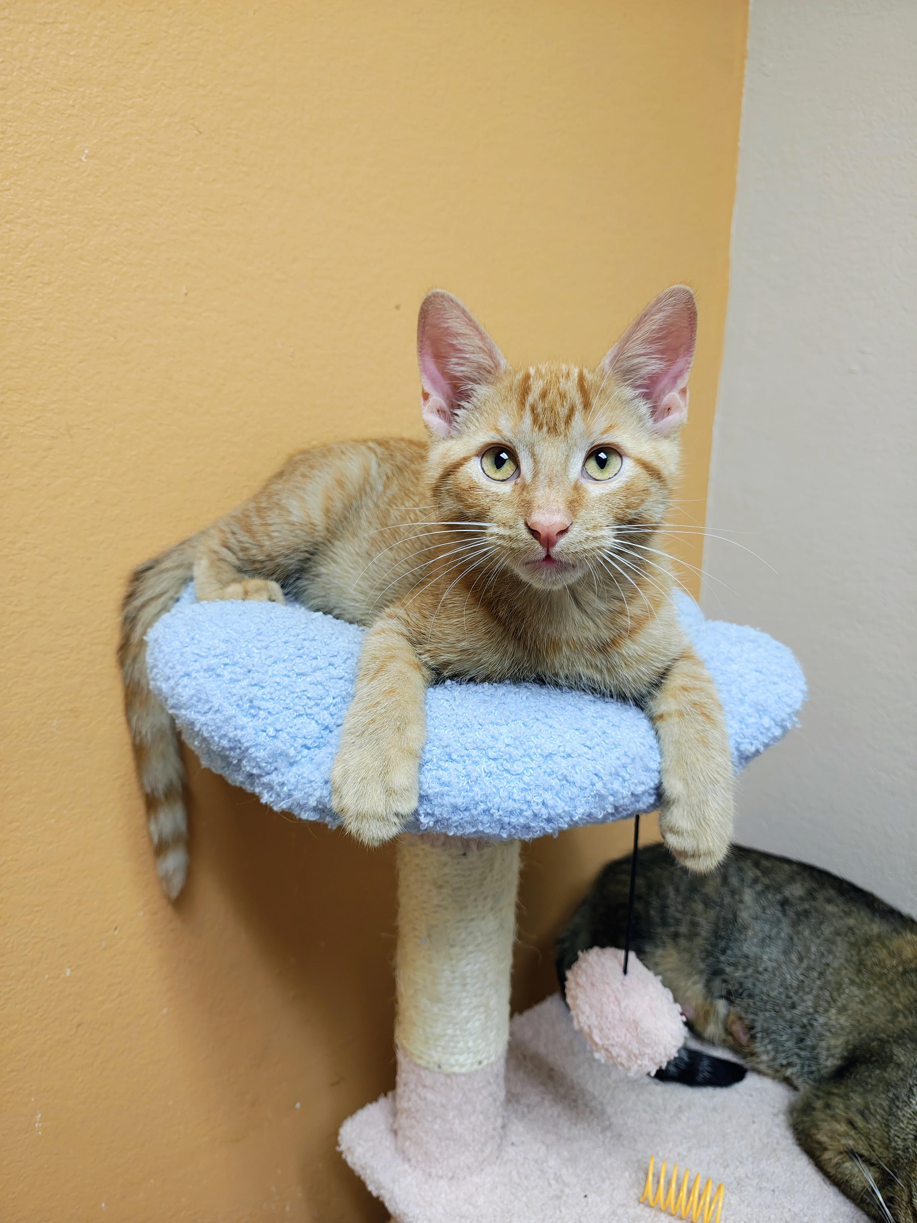 Moth, Adoptable, Kitten Male Domestic Short Hair.