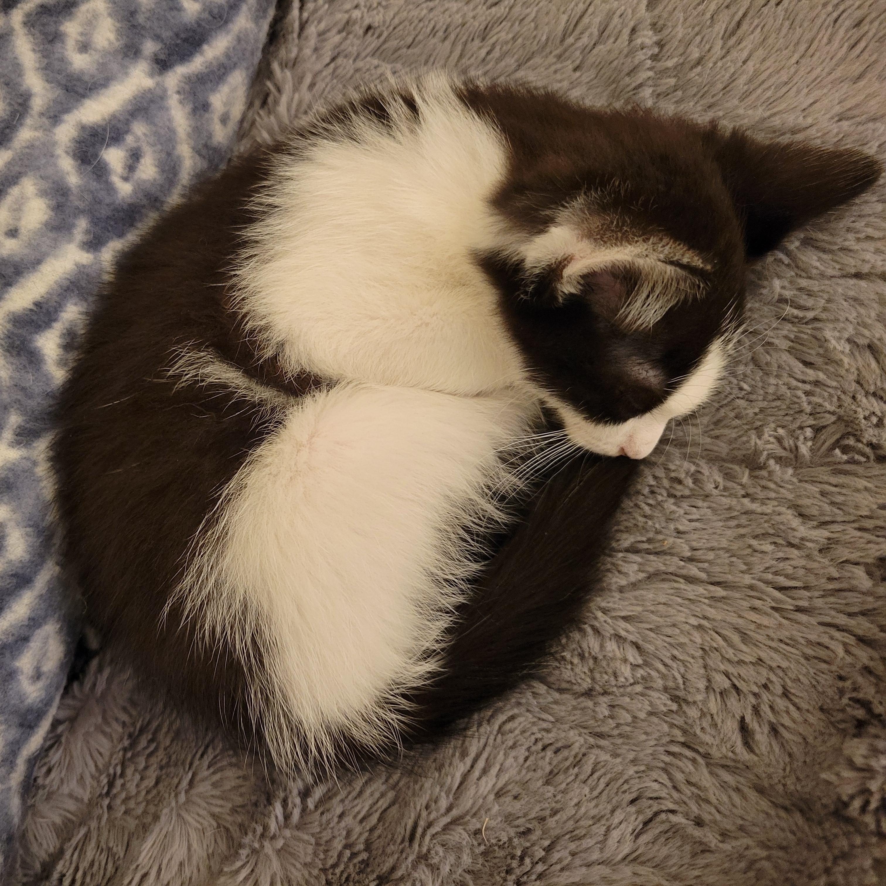 Enlarge Boo 2.0, an adopted Domestic Short Hair in Little River, SC image 3/4