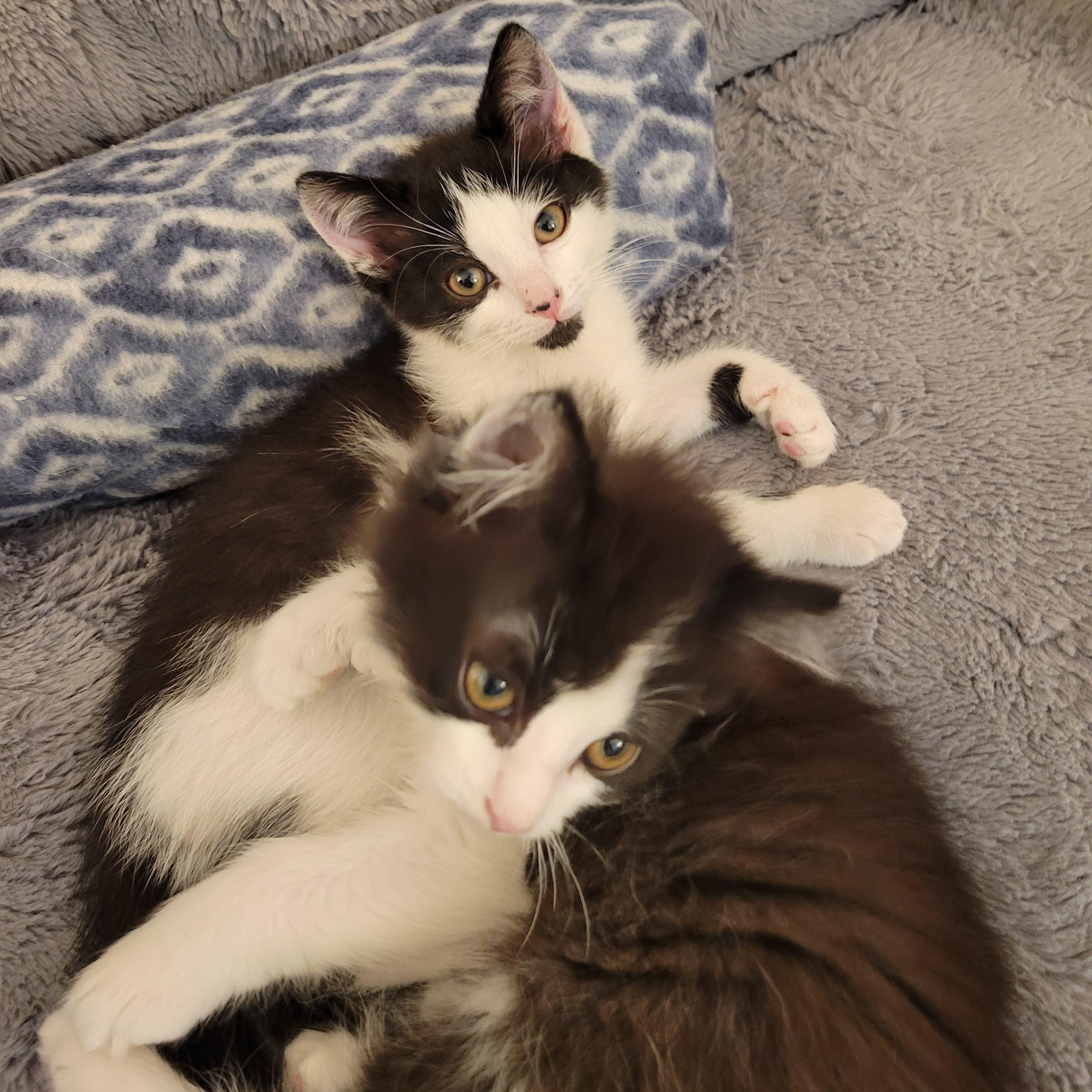 Enlarge Boo 2.0, an adopted Domestic Short Hair in Little River, SC image 2/4