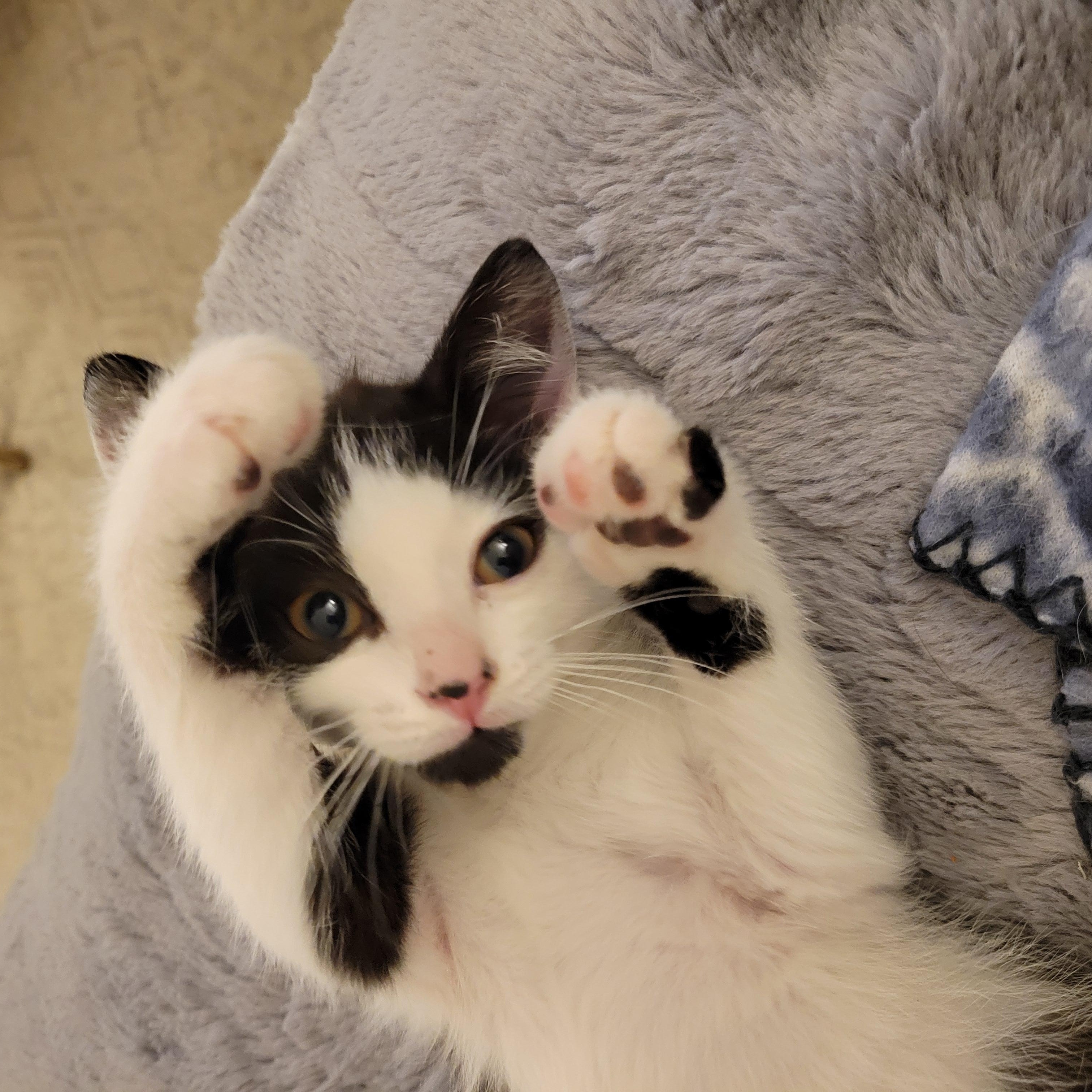 Enlarge Boo 2.0, an adopted Domestic Short Hair in Little River, SC image 1/4