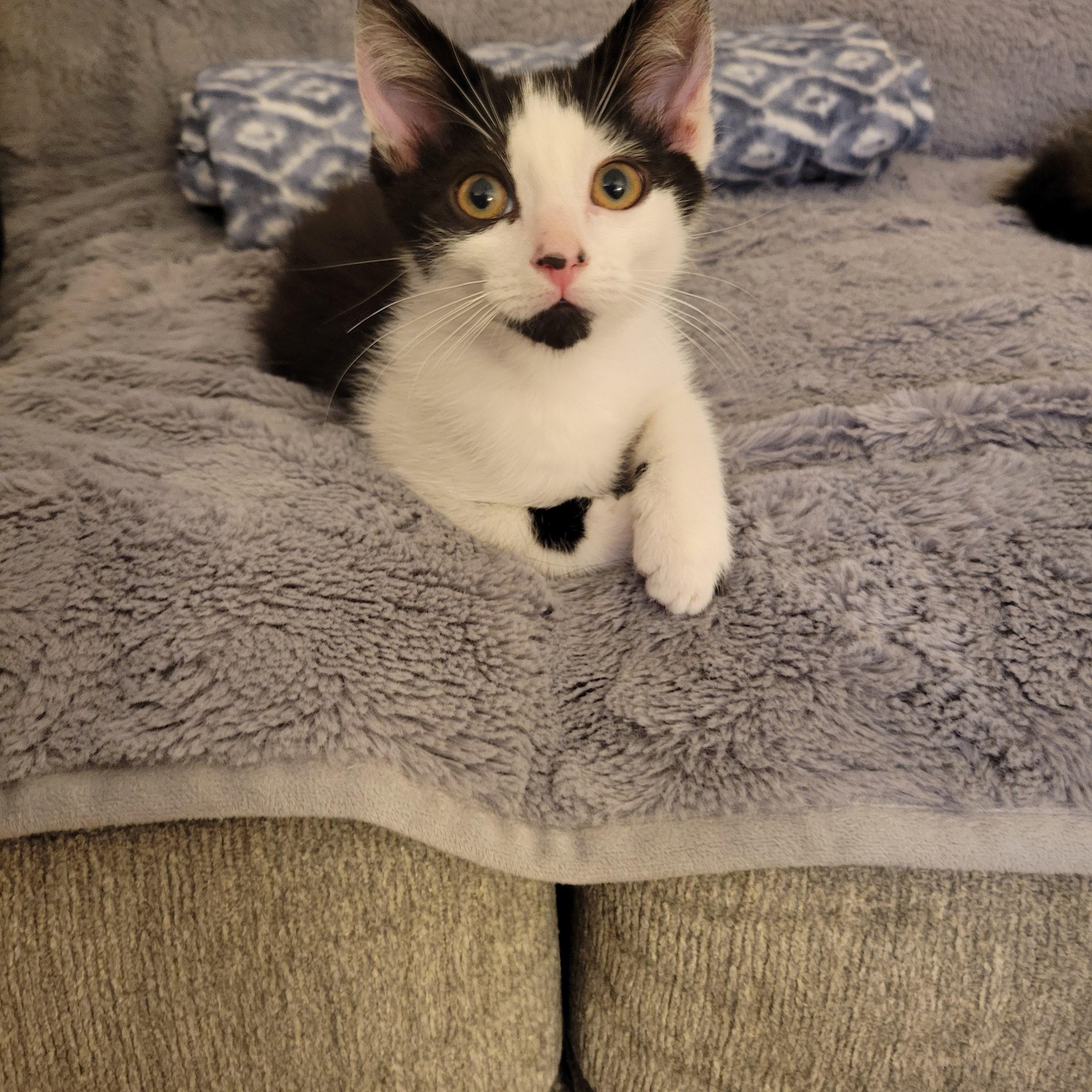 Enlarge Boo 2.0, an adopted Domestic Short Hair in Little River, SC image 4/4