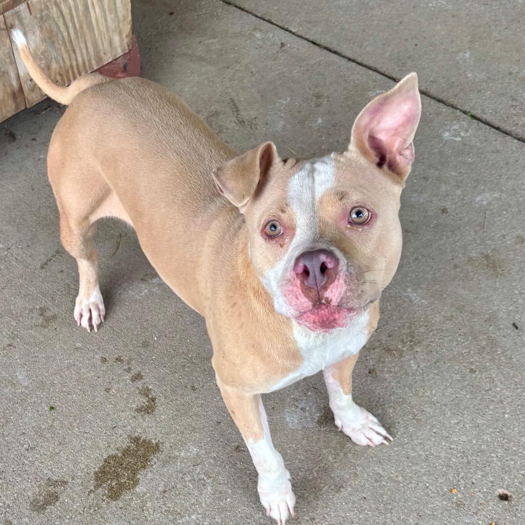 Pasta Salad, Adoptable, Adult Female Mixed Breed.