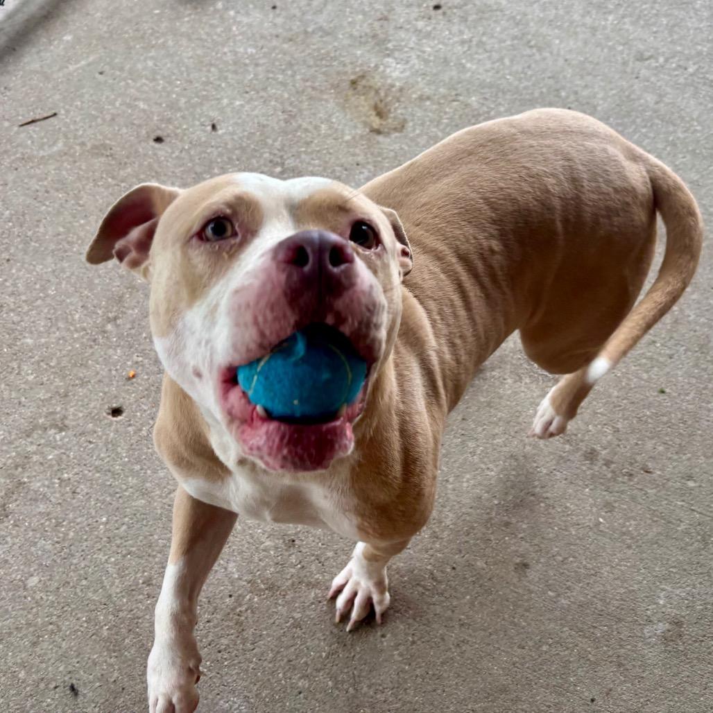 Enlarge Pasta Salad, a Adoptable Mixed Breed in Edwardsville, IL image 2/5