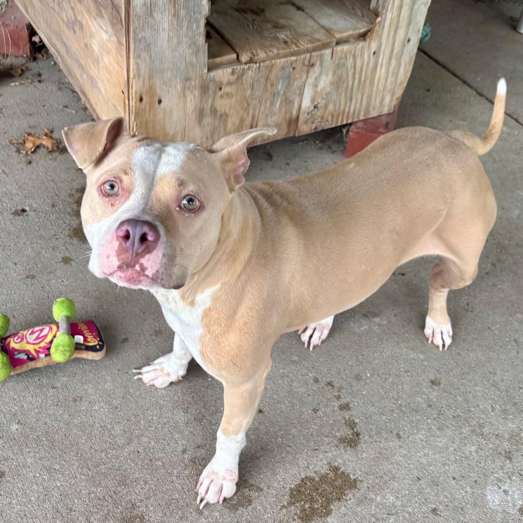 Enlarge Pasta Salad, a Adoptable Mixed Breed in Edwardsville, IL image 3/5