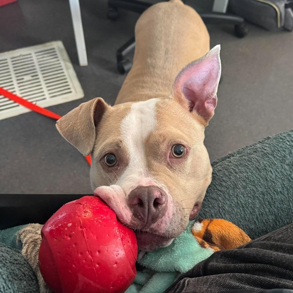 Enlarge Pasta Salad, a Adoptable Mixed Breed in Edwardsville, IL image 4/5