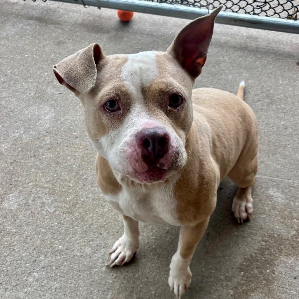 Enlarge Pasta Salad, a Adoptable Mixed Breed in Edwardsville, IL image 5/5