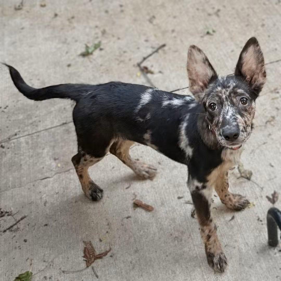 Enlarge Pheadra, an adopted mixed breed in East Peoria, IL image 1/6