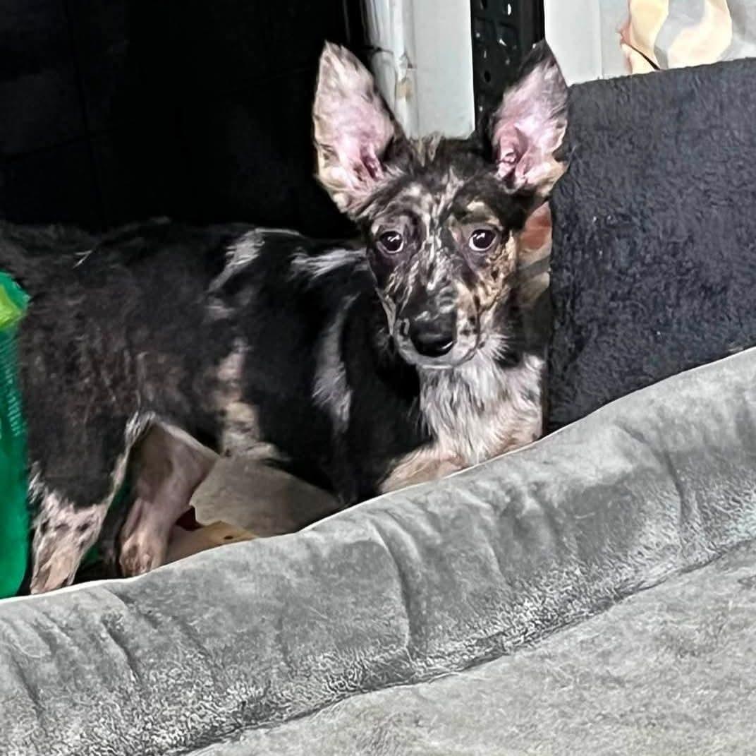 Enlarge Pheadra, an adopted mixed breed in East Peoria, IL image 2/6