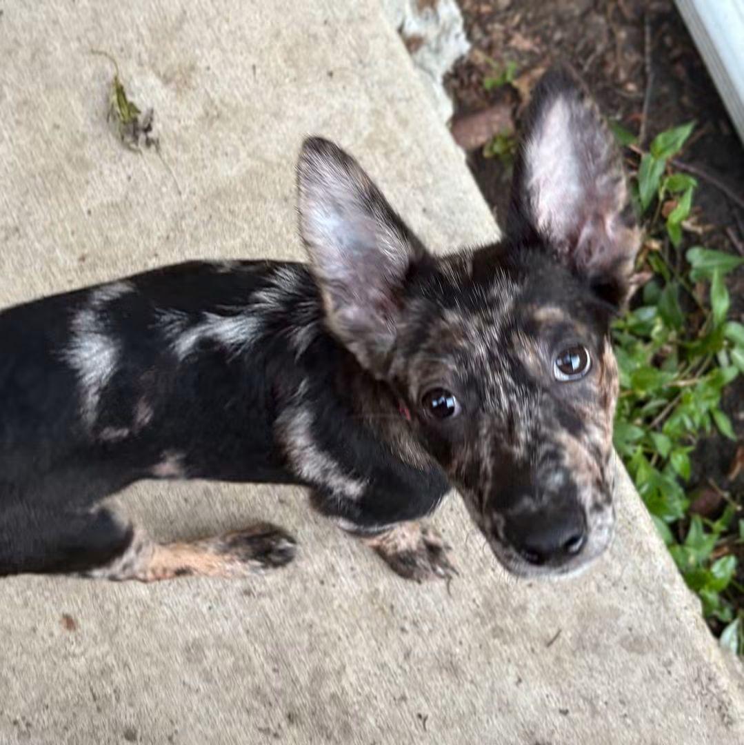 Enlarge Pheadra, an adopted mixed breed in East Peoria, IL image 6/6