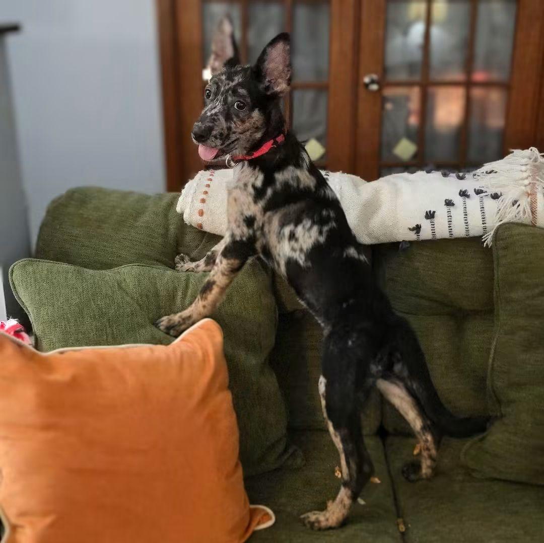 Enlarge Pheadra, an adopted mixed breed in East Peoria, IL image 5/6
