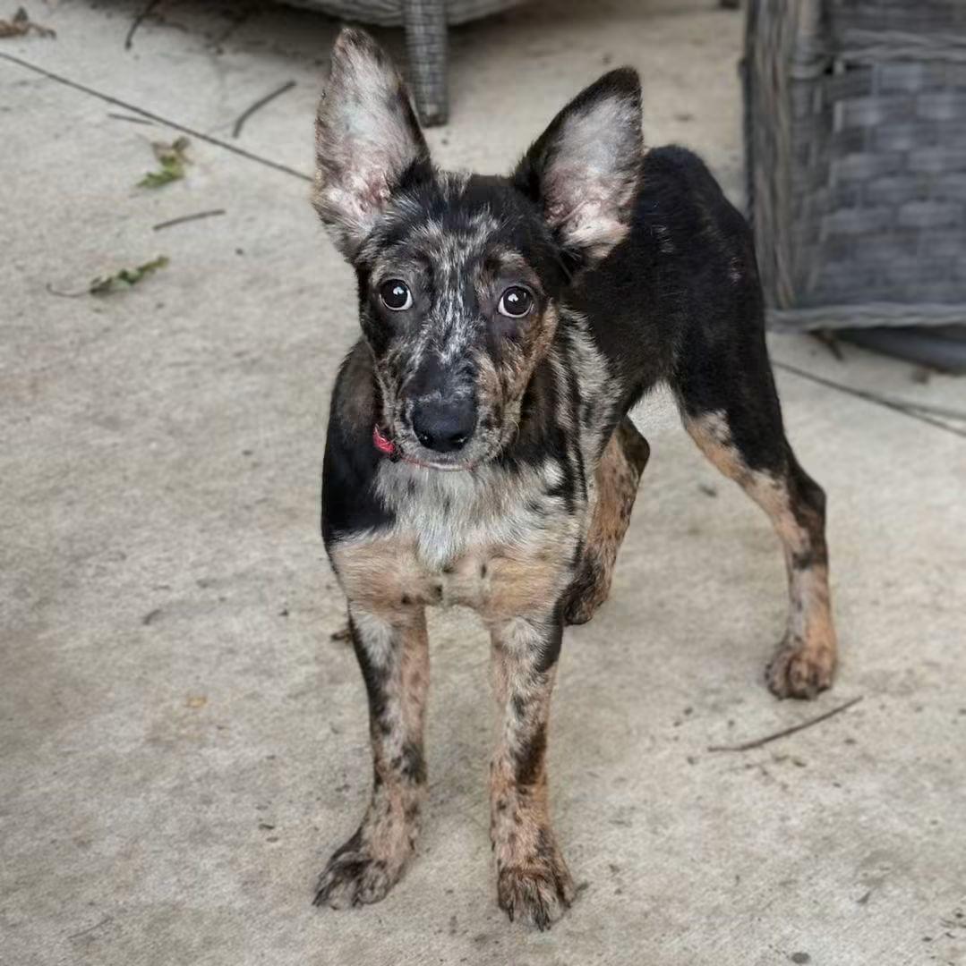 Enlarge Pheadra, an adopted mixed breed in East Peoria, IL image 4/6