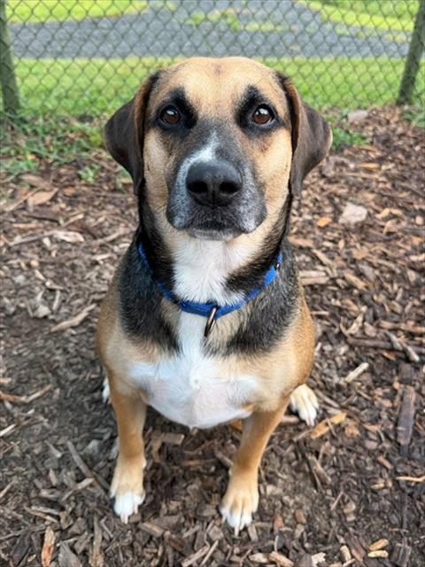 Enlarge SULLY, a Adoptable mixed breed in Leesburg, VA image 1/1