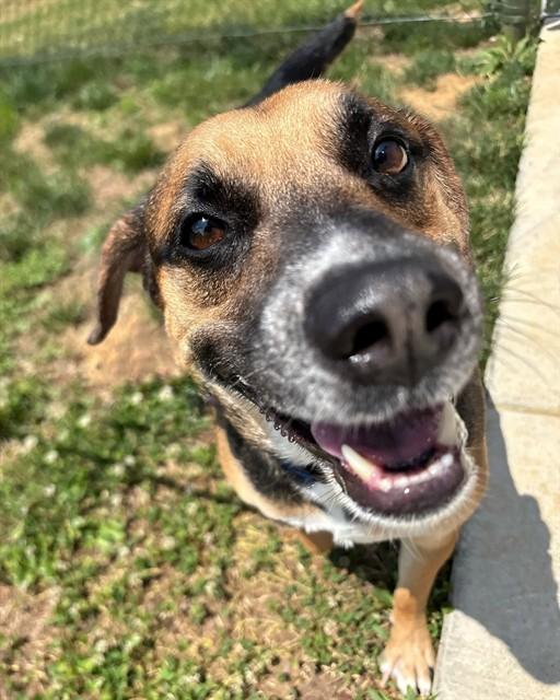 SULLY, Adoptable, Adult Male German Shepherd Dog & Mixed Breed.