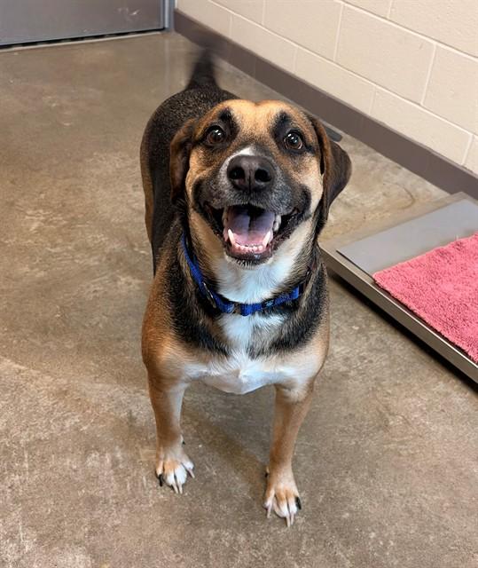 SULLY, Adoptable, Adult Male German Shepherd Dog & Mixed Breed.