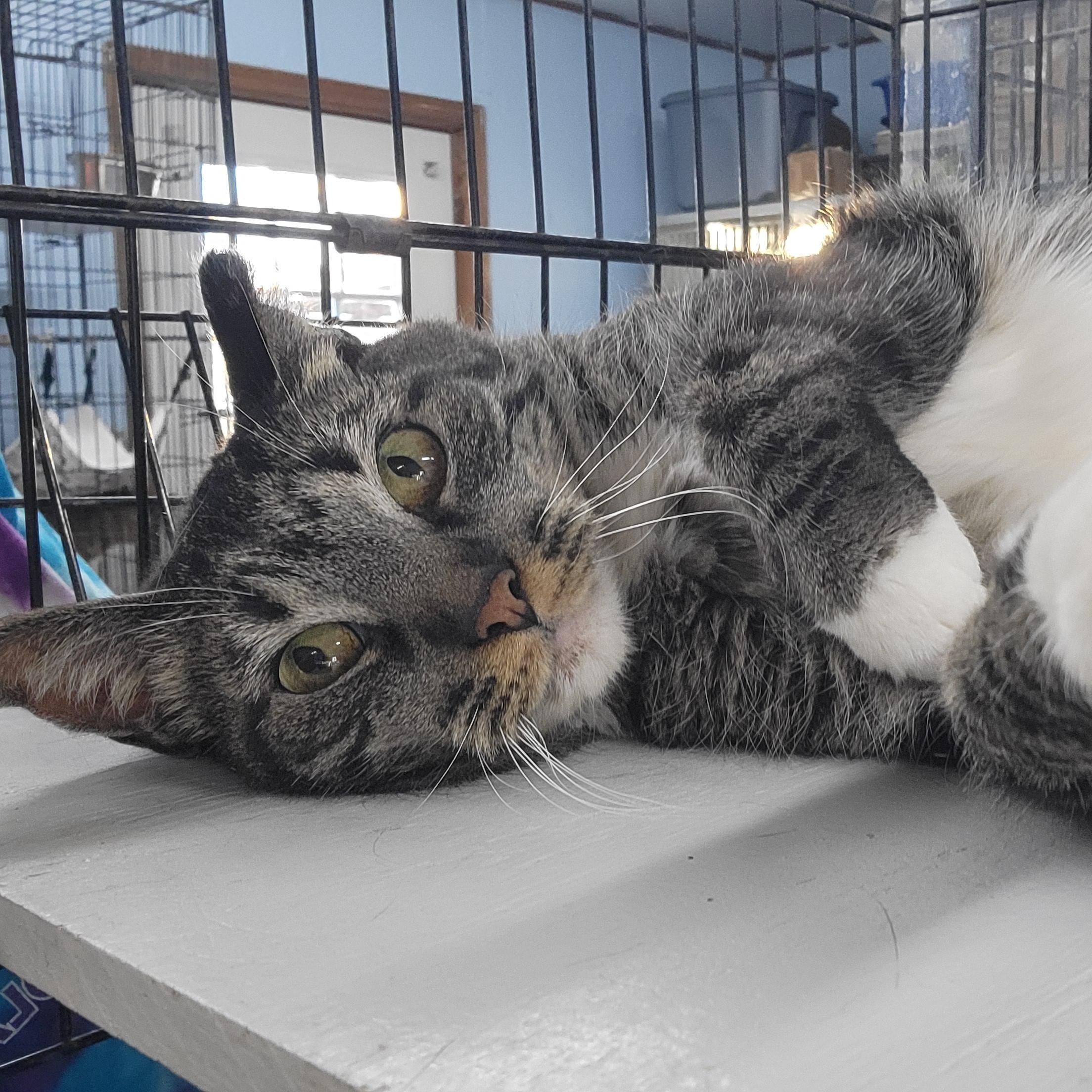 Lucy, Adoptable, Adult Female Domestic Short Hair.