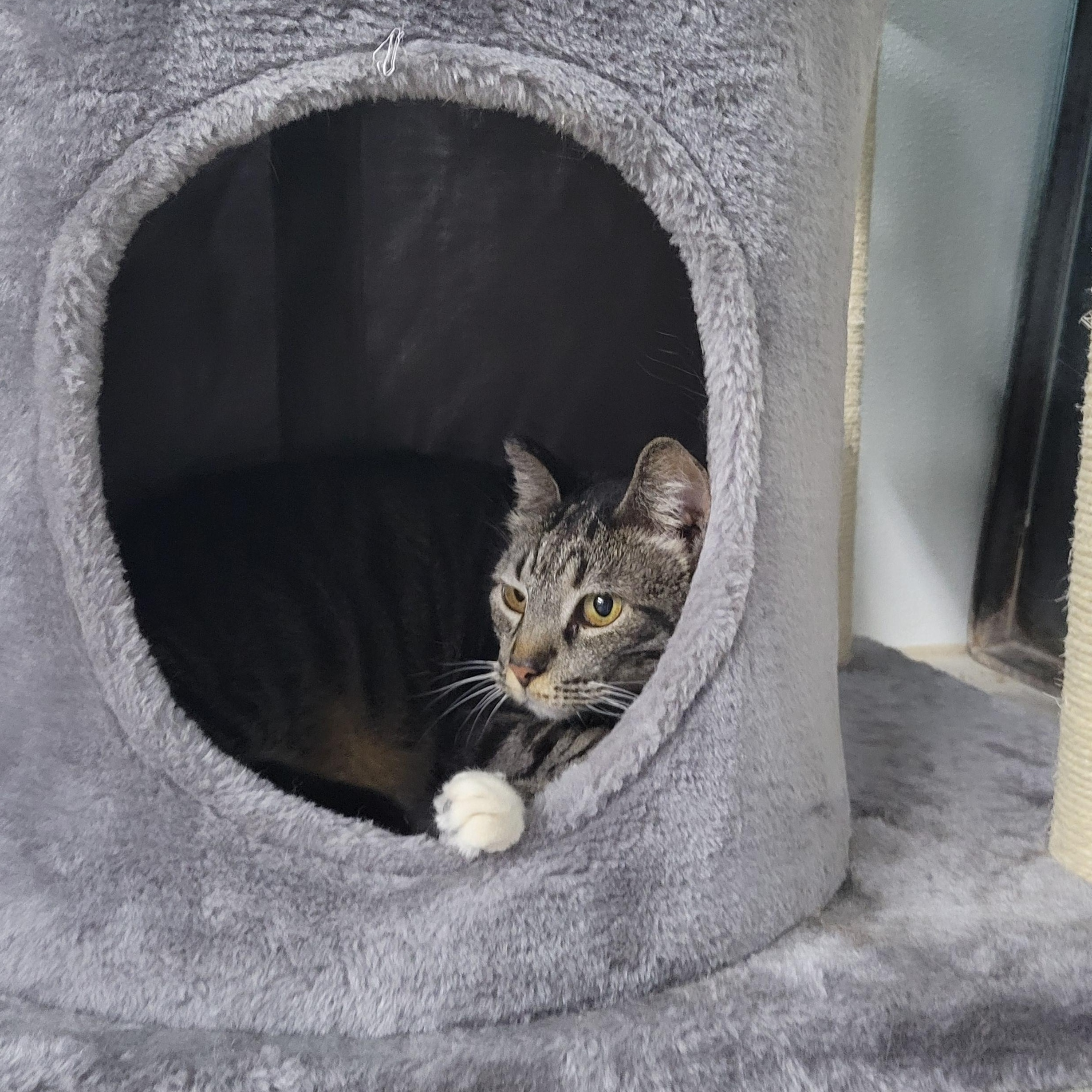 Lucy, a Adoptable Domestic Short Hair in Clarinda, IA image 4/4