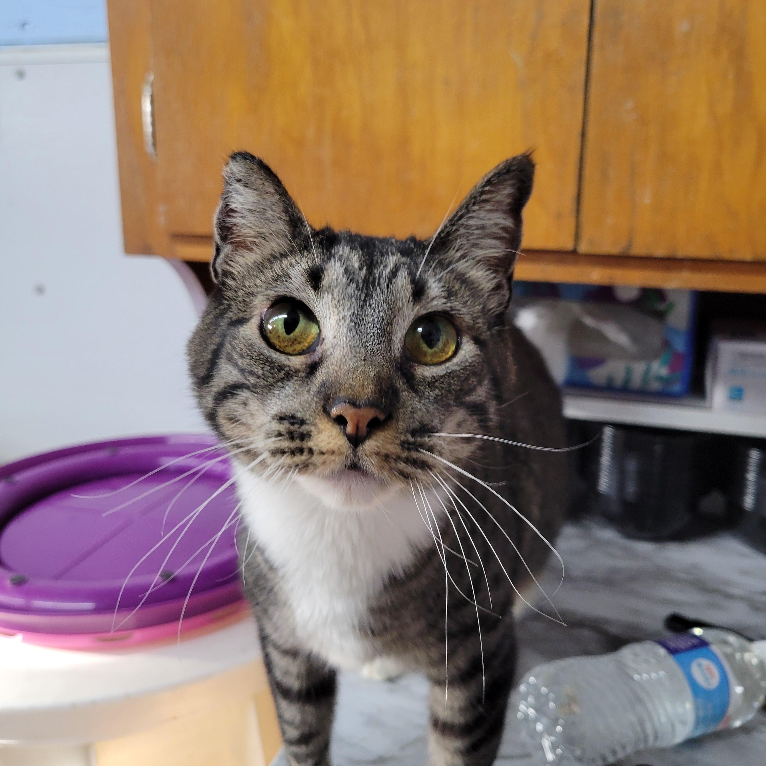 Lucy, a Adoptable Domestic Short Hair in Clarinda, IA image 1/4