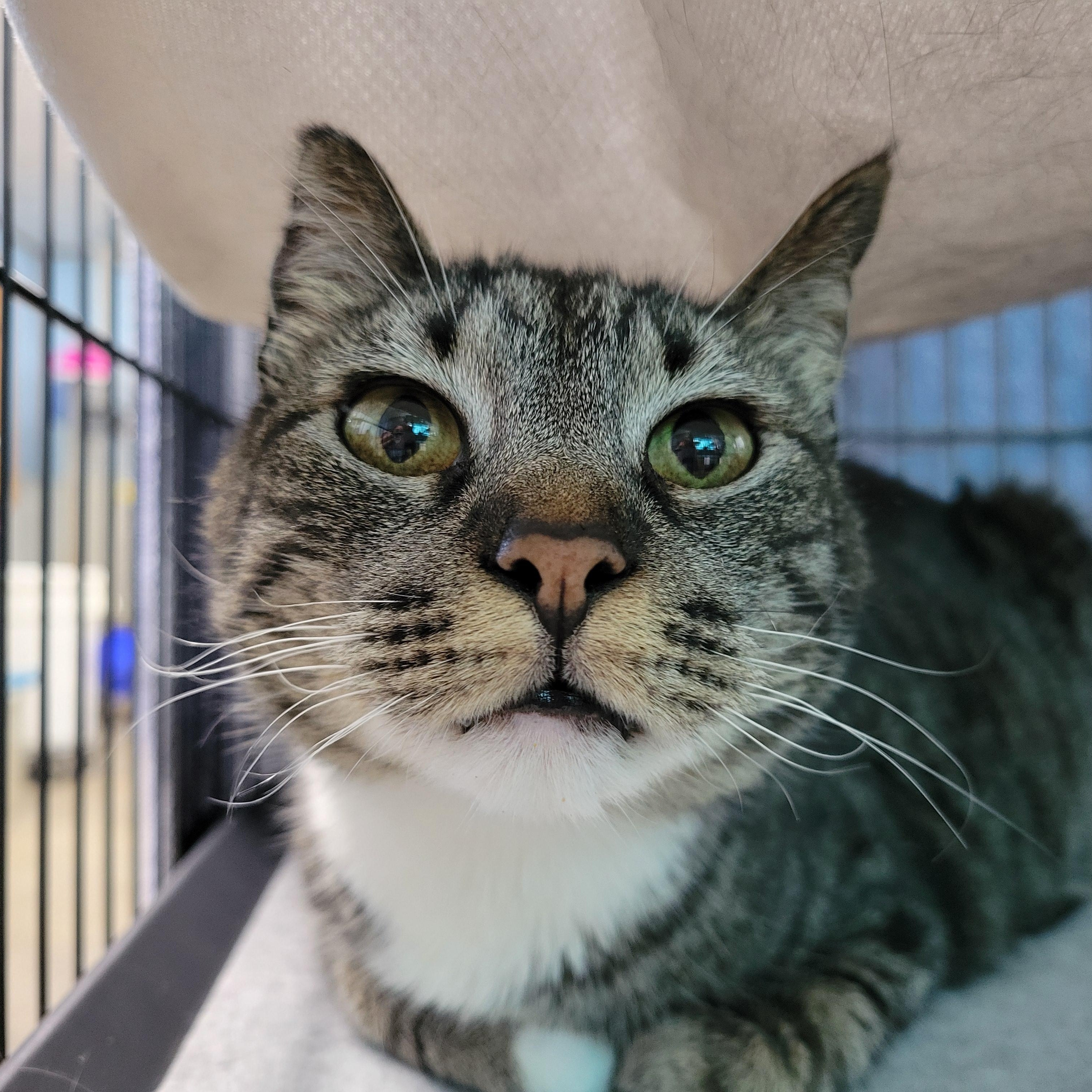 Lucy, a Adoptable Domestic Short Hair in Clarinda, IA image 3/4