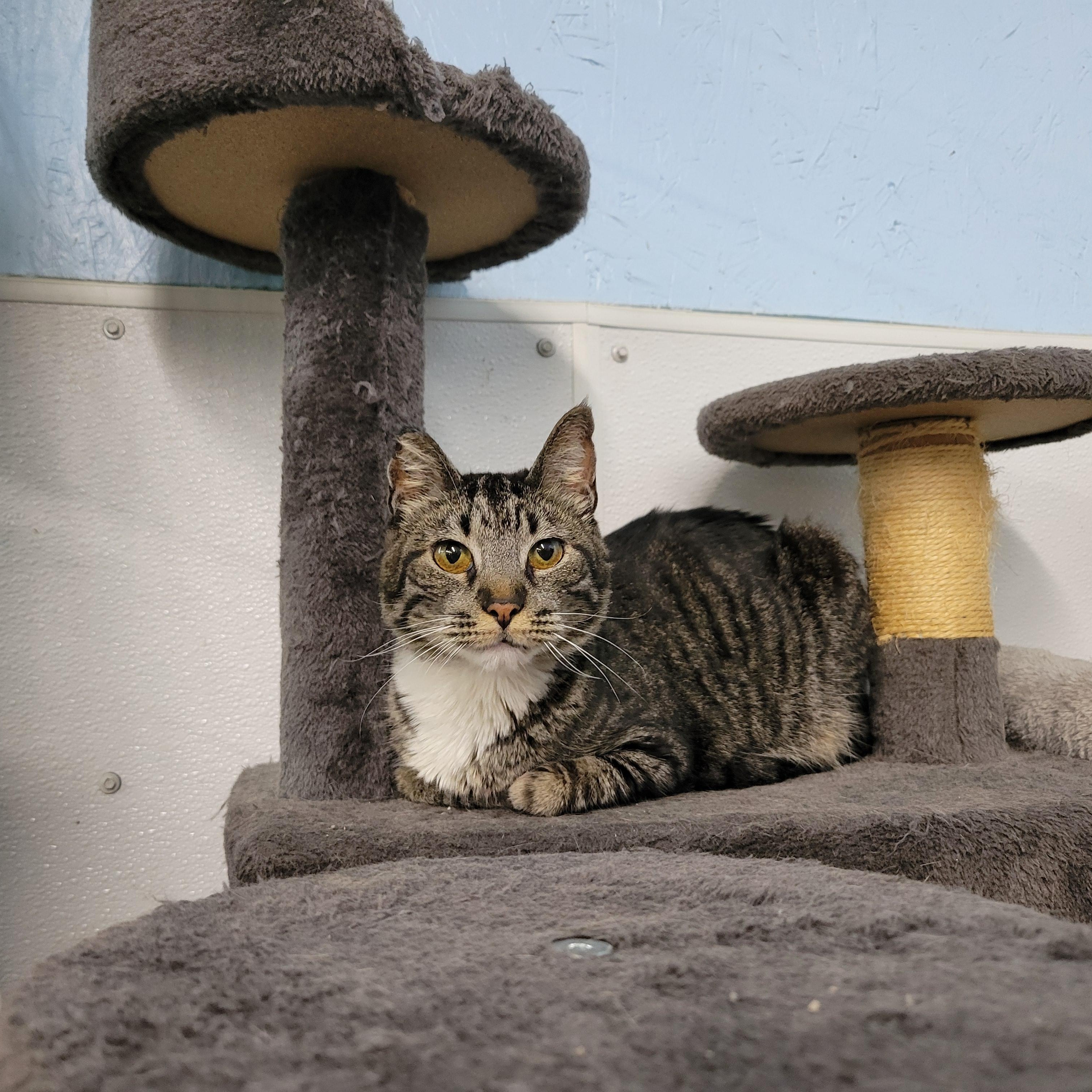 Lucy, a Adoptable Domestic Short Hair in Clarinda, IA image 2/4