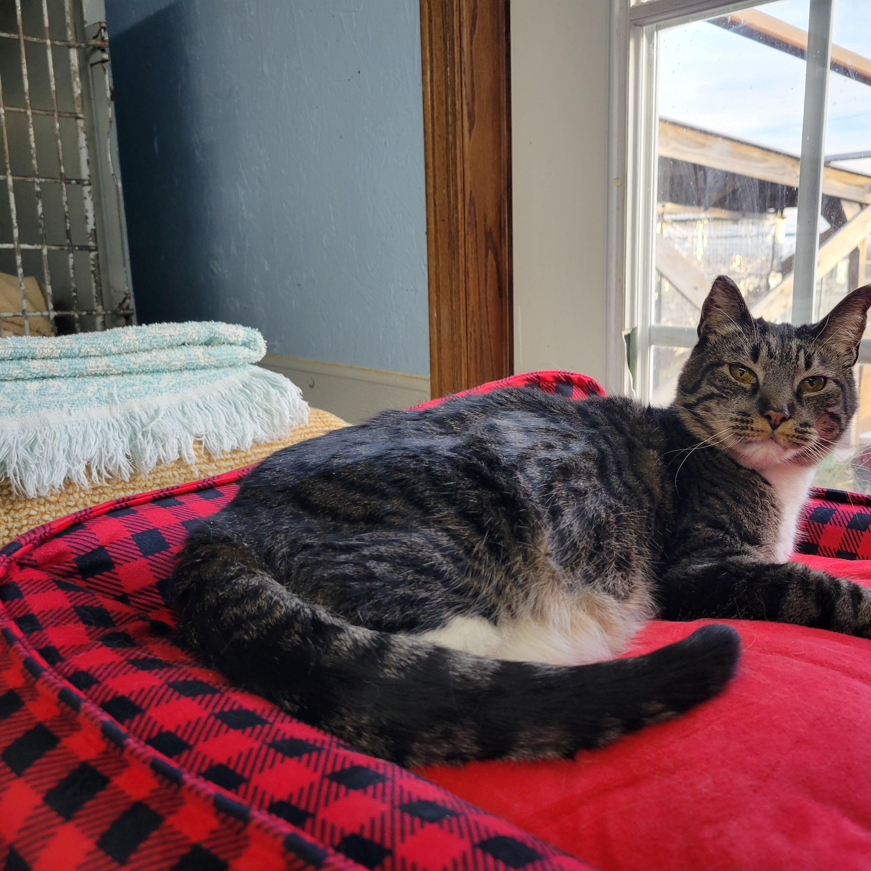 Enlarge Lucy, a Adoptable Domestic Short Hair in Clarinda, IA image 5/5
