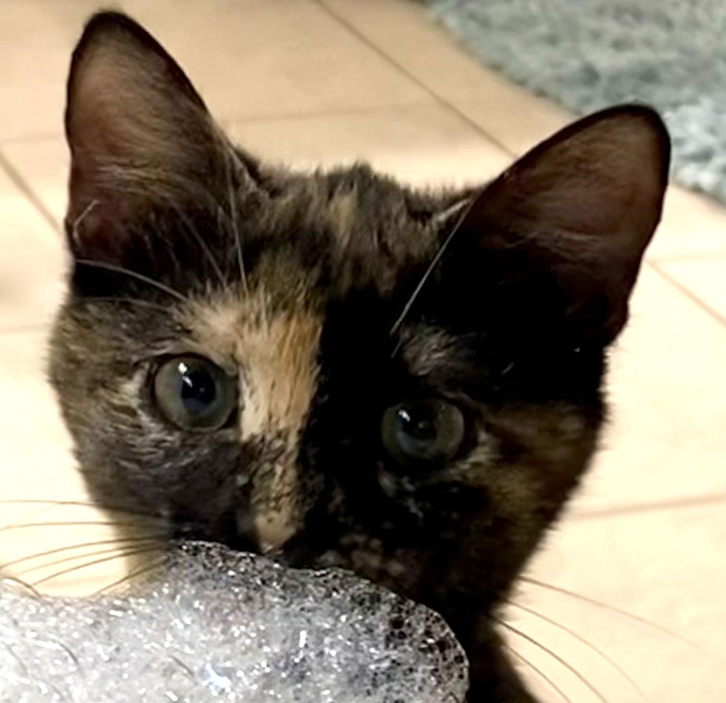 Hannah #sister-of-General-Tso, Adopted, Young Female Tortoiseshell & Domestic Short Hair.