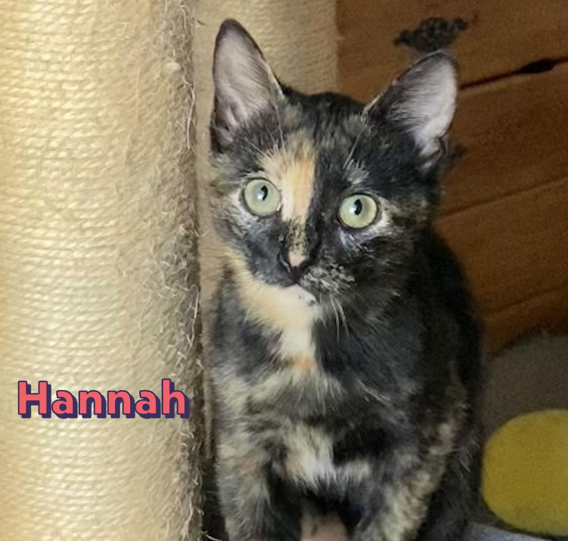 Enlarge Hannah #sister-of-General-Tso, a Adopted mixed breed in Houston, TX image 2/3