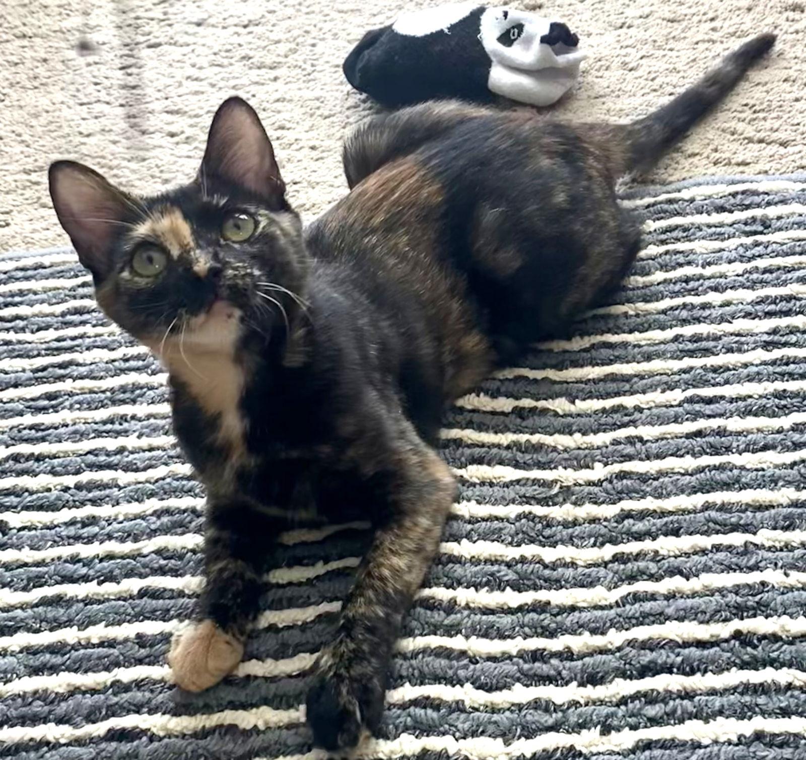 Enlarge Hannah #sister-of-General-Tso, a Adopted mixed breed in Houston, TX image 3/3