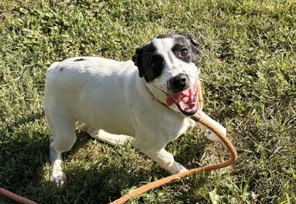 Enlarge Hereford, a Adoptable mixed breed in New Albany, IN image 1/3