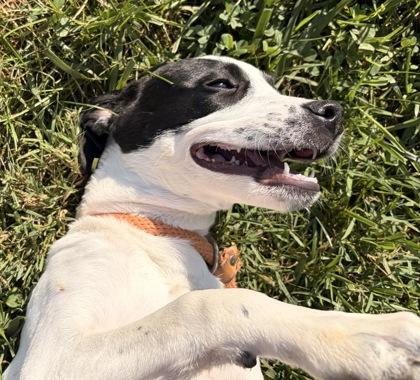 Enlarge Hereford, a Adoptable mixed breed in New Albany, IN image 2/3