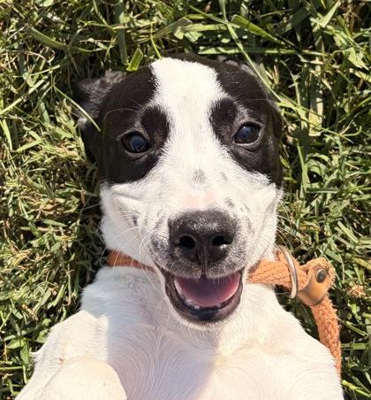 Enlarge Hereford, a Adoptable mixed breed in New Albany, IN image 3/3