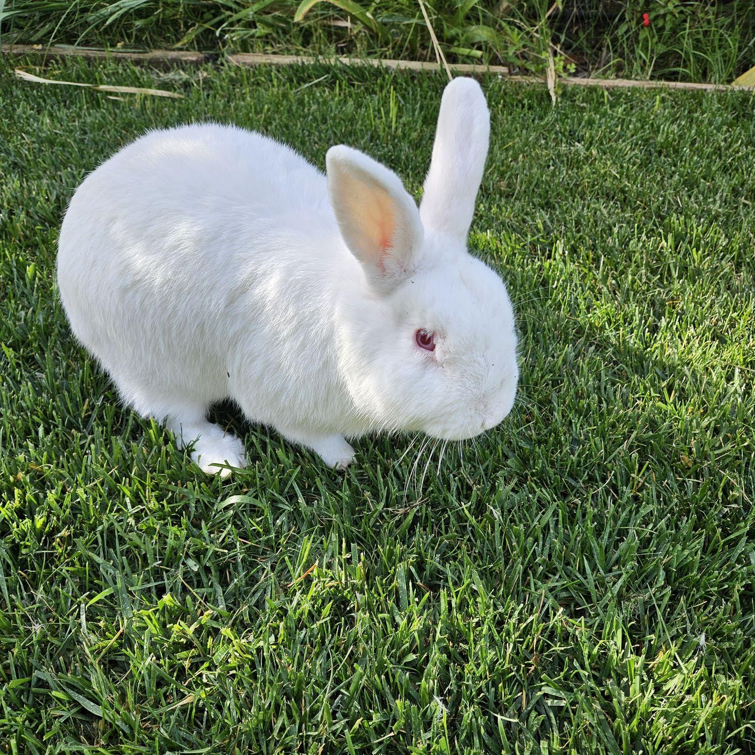 Tuktuk, Adoptable, Adult Male Bunny Rabbit.