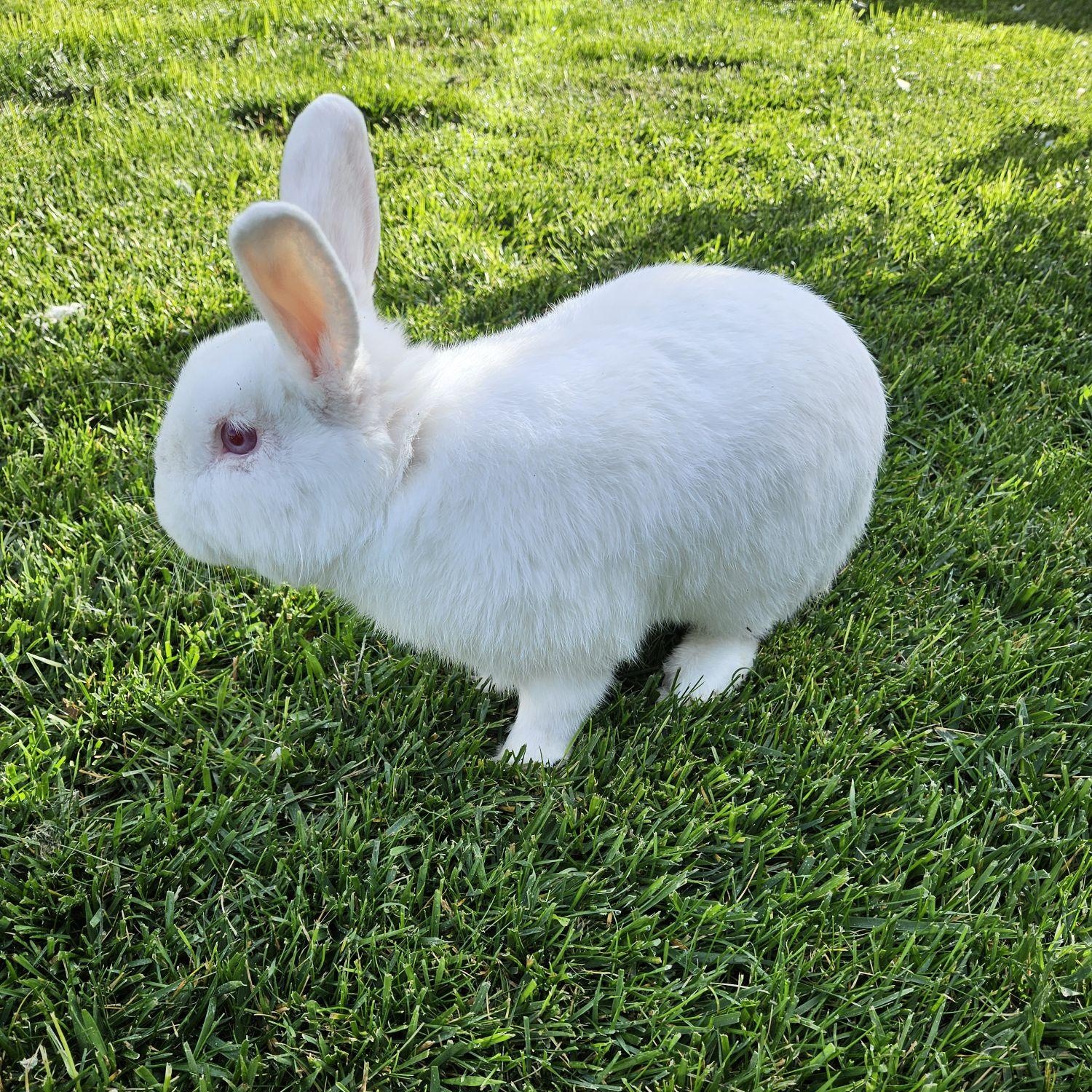 Enlarge Tuktuk, a Adoptable Bunny Rabbit in Modesto, CA image 2/2