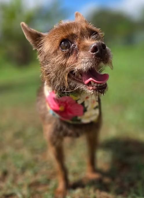Enlarge Helen, a ADOPTABLE mixed breed in Kapaa, HI image 1/1