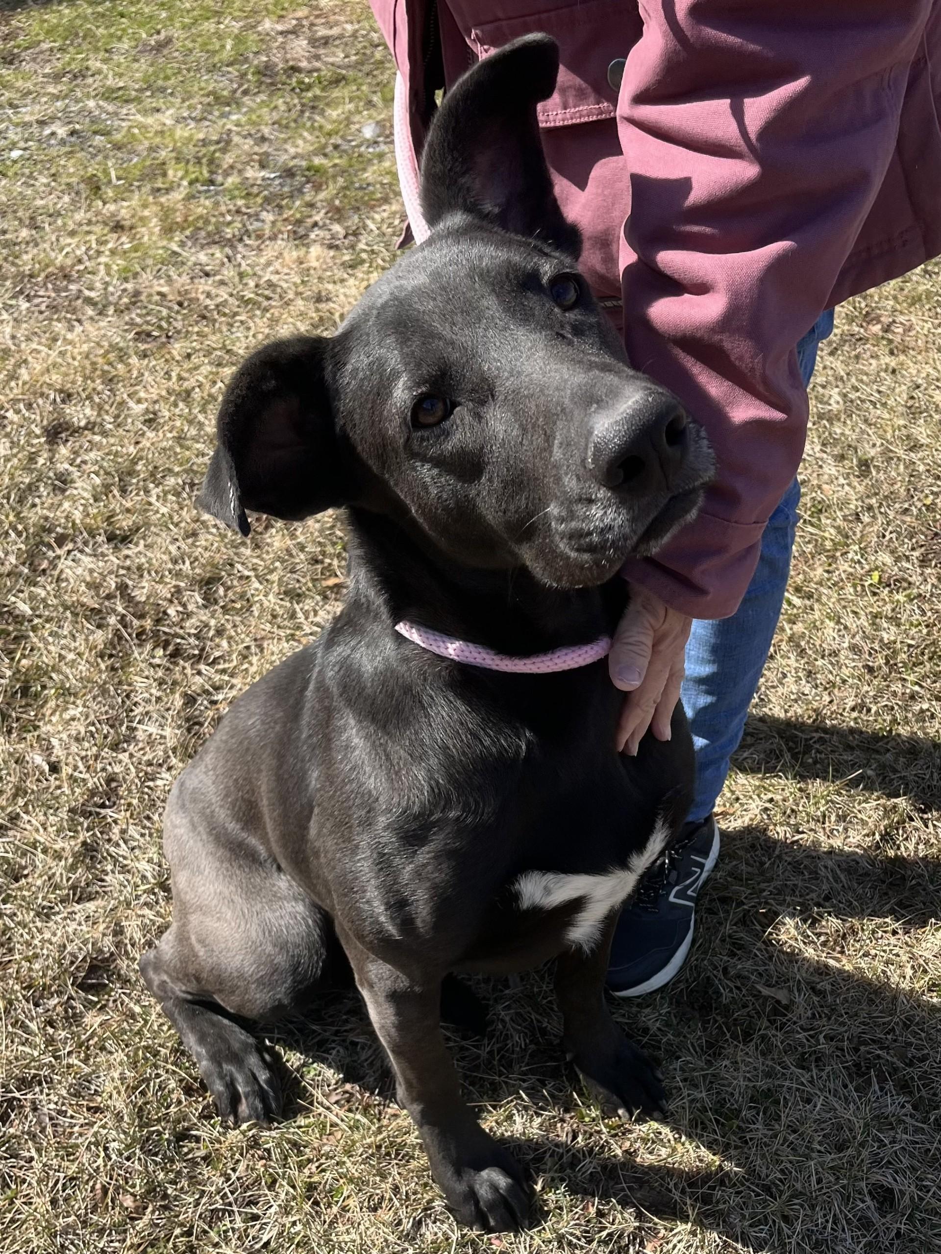 Enlarge Raico, a Adoptable mixed breed in Winchester, VA image 2/4