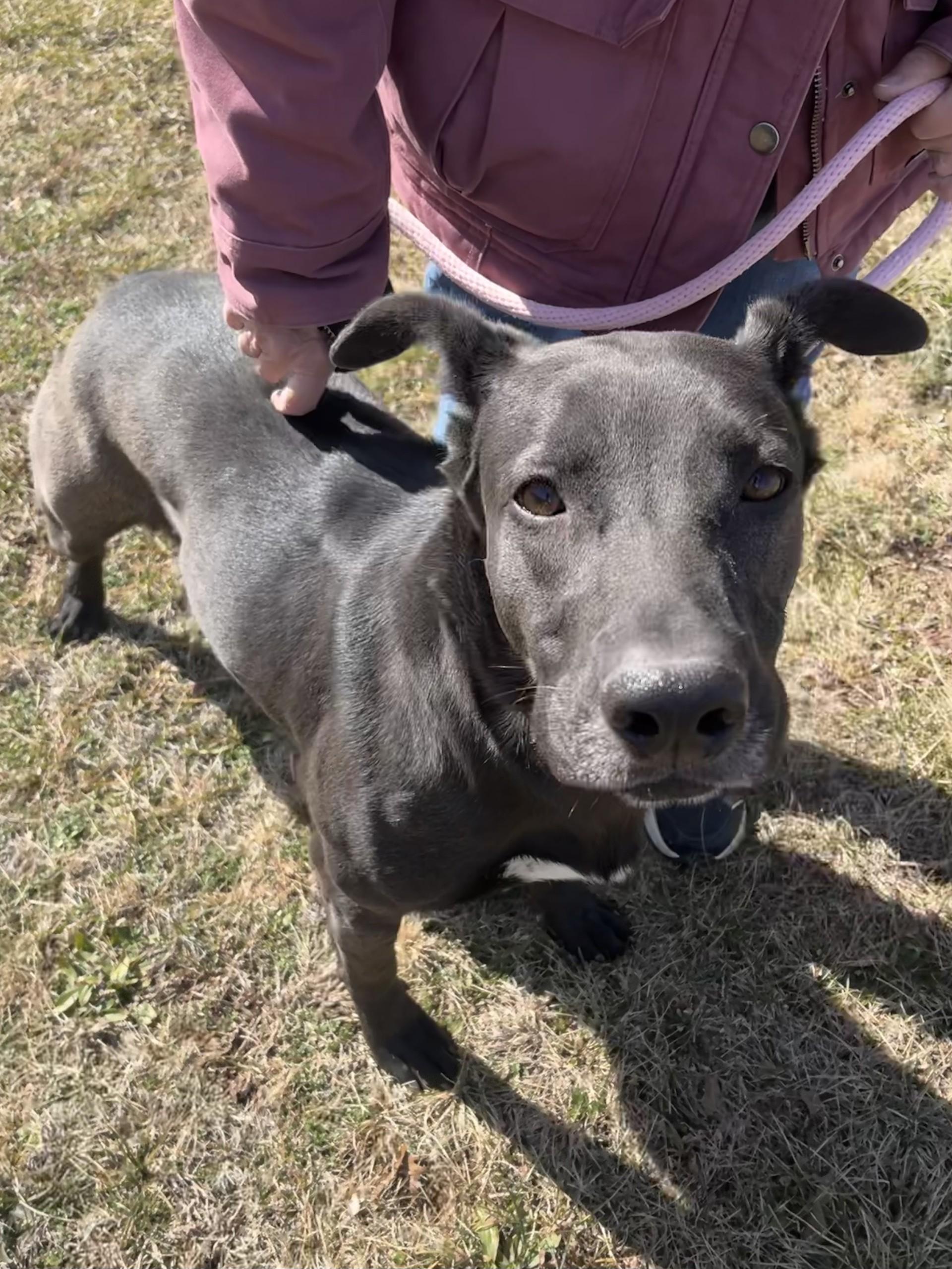 Enlarge Raico, a Adoptable mixed breed in Winchester, VA image 4/4