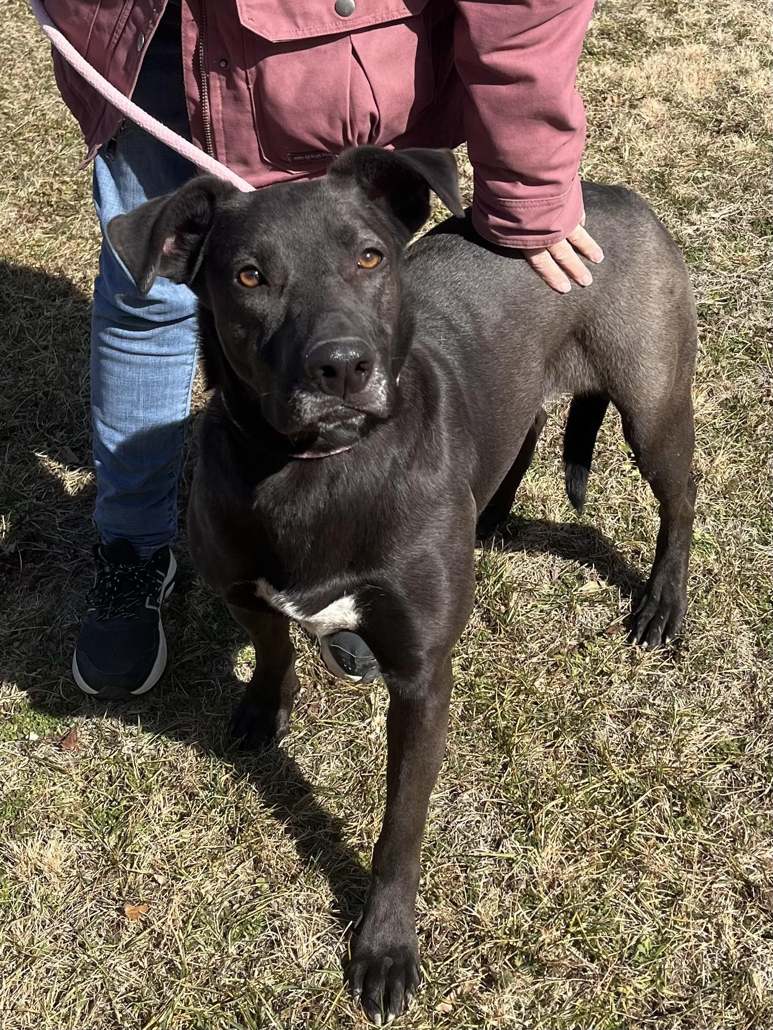 Enlarge Raico, a Adoptable mixed breed in Winchester, VA image 3/4