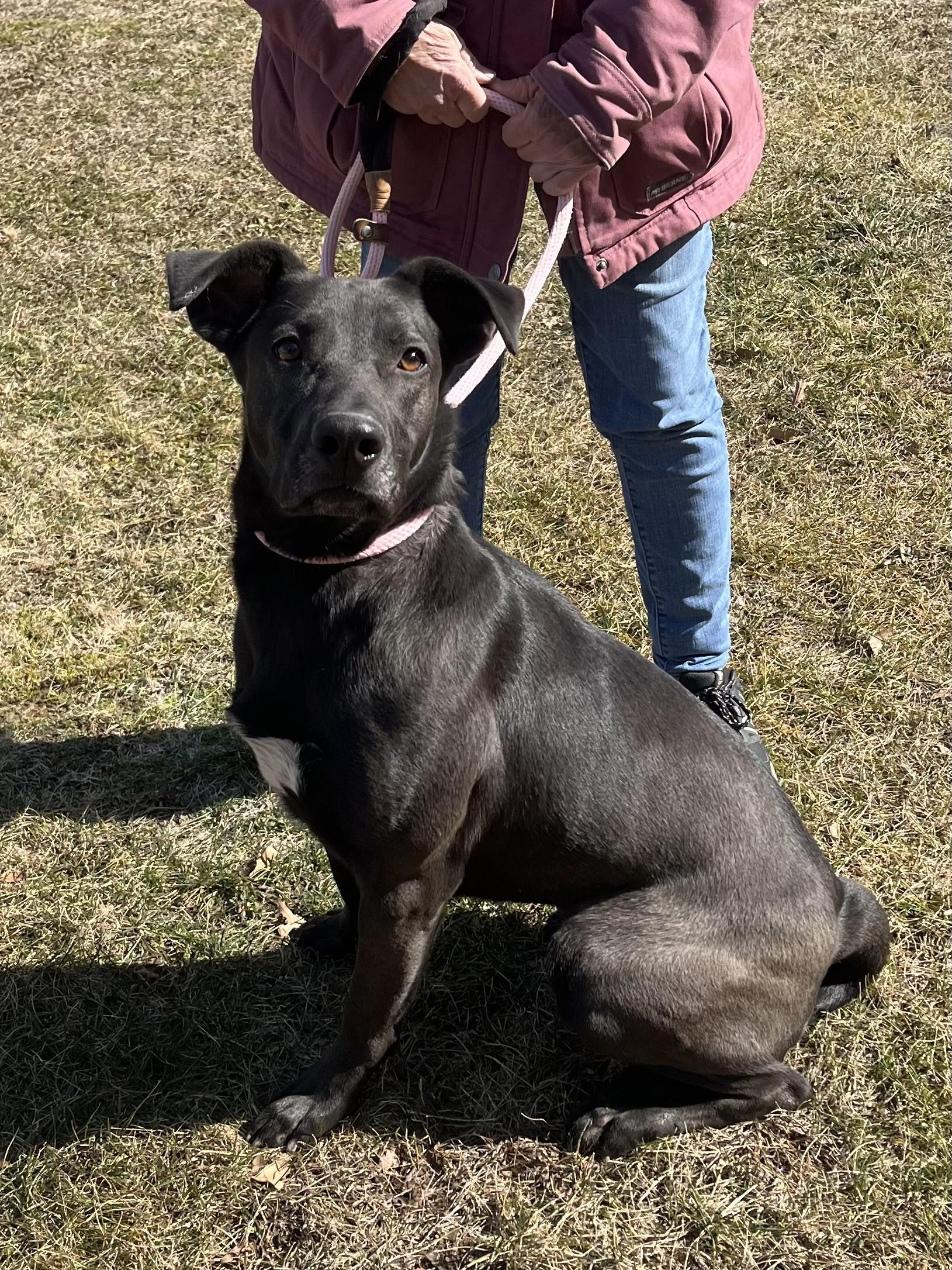 Enlarge Raico, a Adoptable mixed breed in Winchester, VA image 1/4