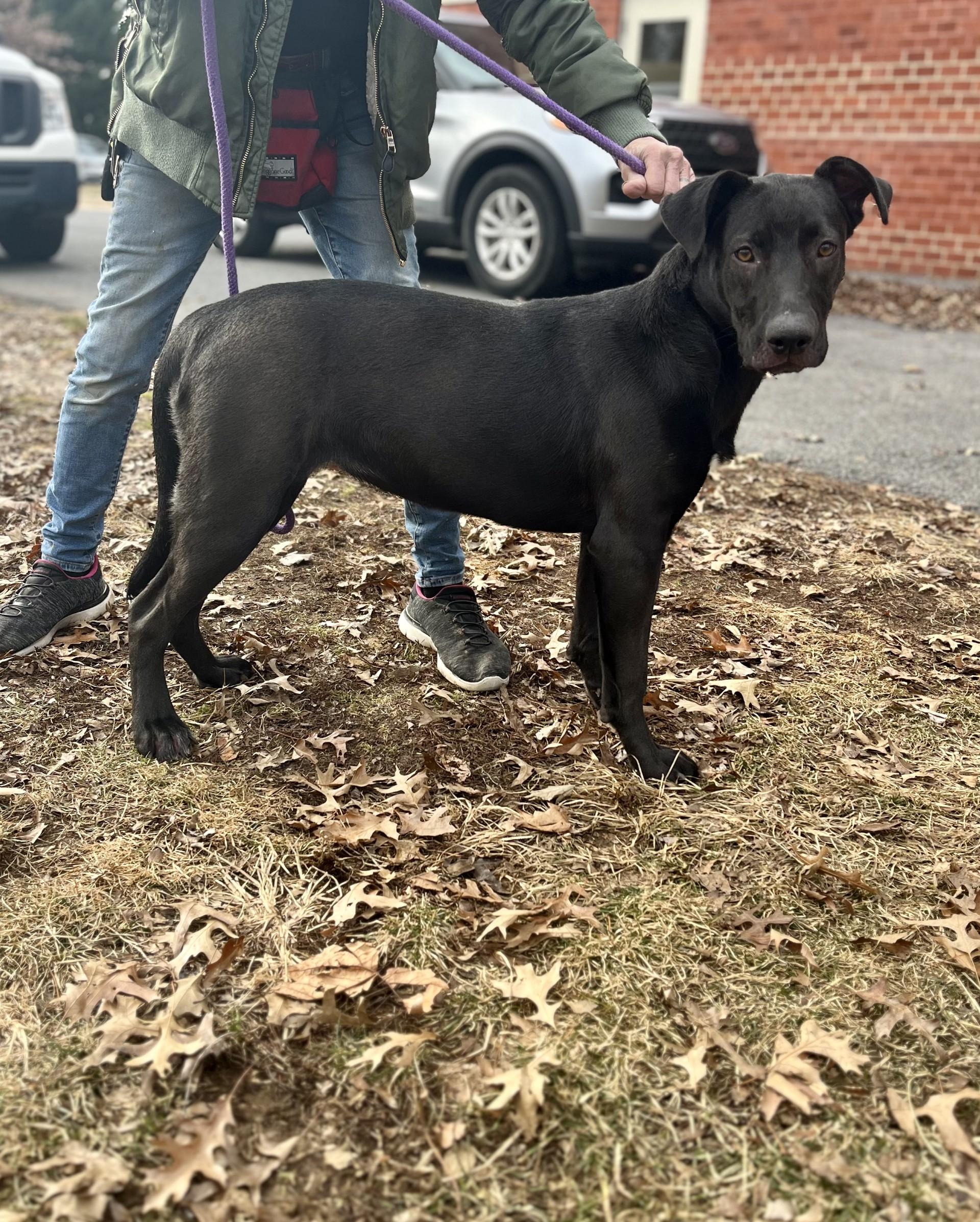 Raico, Adoptable, Young Female German Shepherd Dog & Pit Bull Terrier.