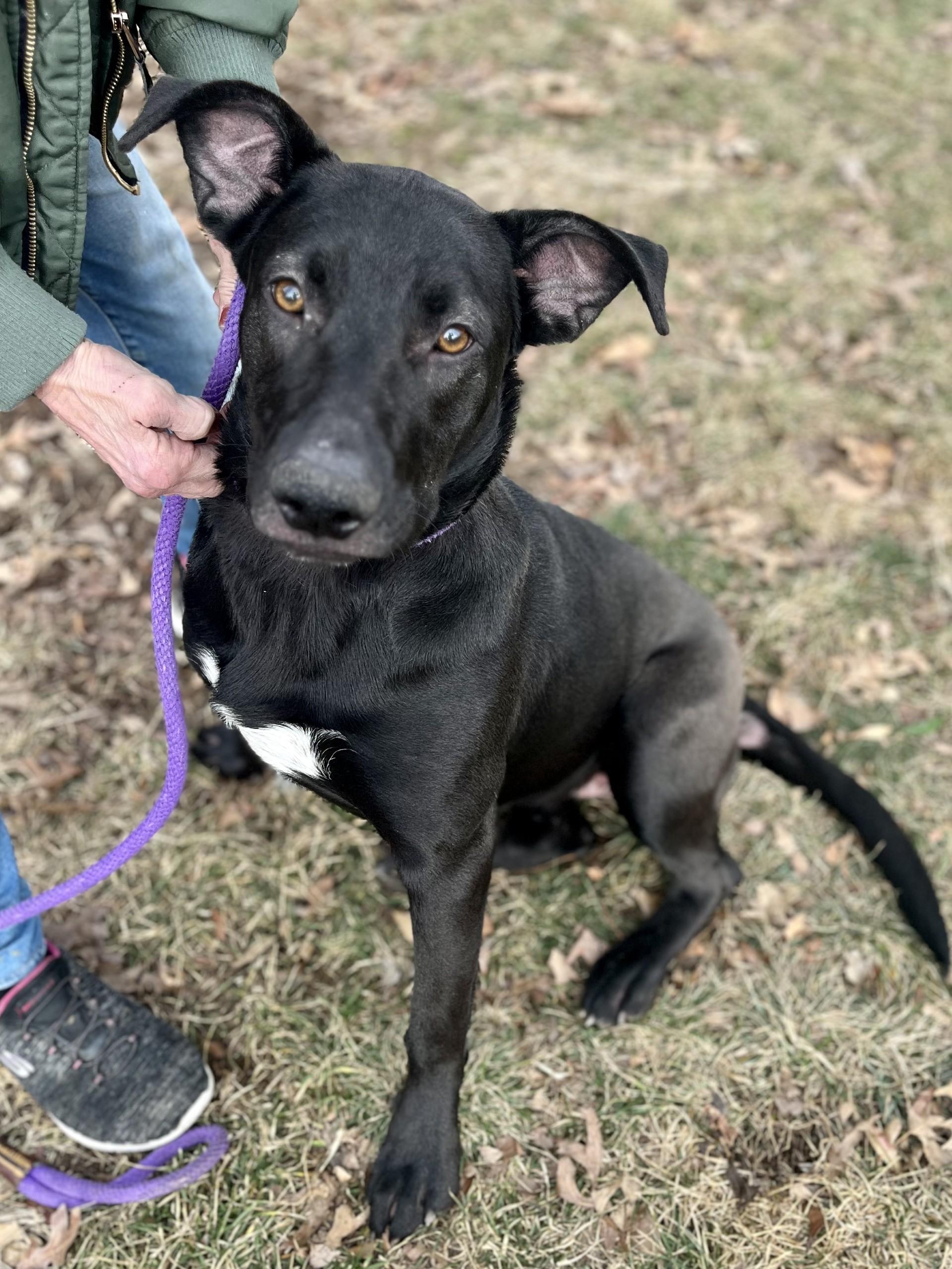 Enlarge Raico, a Adoptable mixed breed in Winchester, VA image 2/3