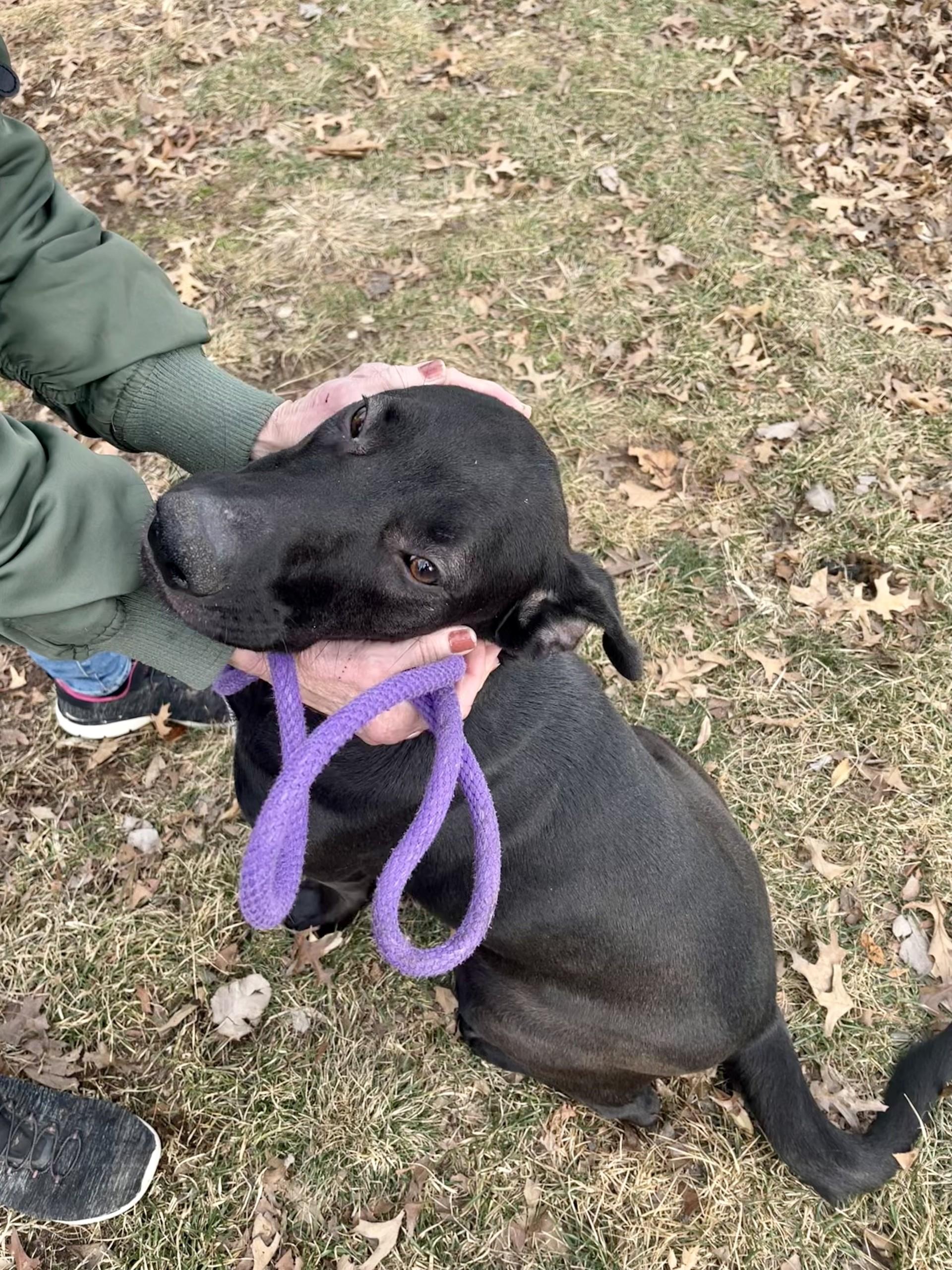 Enlarge Raico, a Adoptable mixed breed in Winchester, VA image 3/3