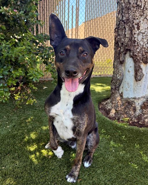 OLIVER, Adoptable, Adult Male Labrador Retriever & Mixed Breed.